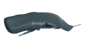クジラ イラスト マッコウクジラ の画像素材 生き物 イラスト Cgのイラスト素材ならイメージナビ