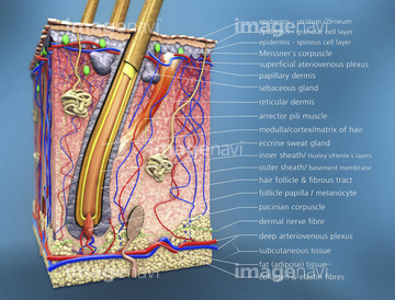 皮膚 断面図 真皮 の画像素材 科学 テクノロジーの写真素材ならイメージナビ
