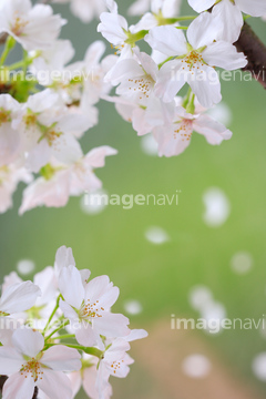 桜 アップ 桜の花びら 満開 写真 の画像素材 花 植物の写真素材ならイメージナビ
