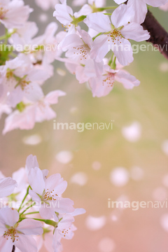 桜 アップ 桜の花びら 満開 写真 の画像素材 花 植物の写真素材ならイメージナビ