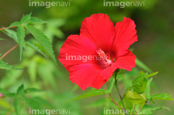 モミジアオイ の画像素材 花 植物の写真素材ならイメージナビ