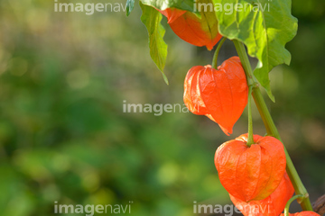 鬼灯 夏 の画像素材 その他植物 花 植物の写真素材ならイメージナビ