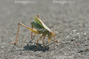 生き物 虫 昆虫 バッタ キリギリス類 の画像素材 写真素材ならイメージナビ