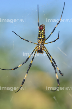 蜘蛛 ジョロウグモ 写真 の画像素材 虫 昆虫 生き物の写真素材ならイメージナビ