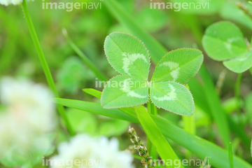 シロツメクサ の画像素材 花 植物 イラスト Cgの写真素材ならイメージナビ