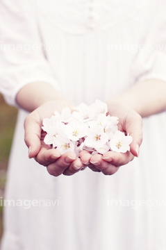 桜 花びら 手で持つ の画像素材 花 植物の写真素材ならイメージナビ