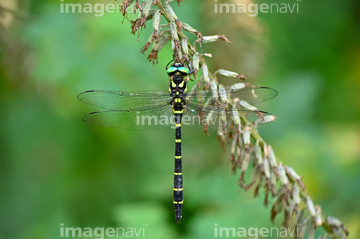 トンボ オニヤンマ の画像素材 虫 昆虫 生き物の写真素材ならイメージナビ