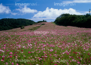 妙義荒船佐久高原国定公園 の画像素材 花 植物の写真素材ならイメージナビ