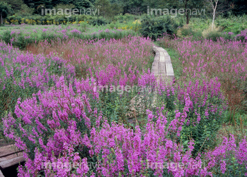 花 植物 花 花畑 日本 関東地方 栃木県 栃木市 の画像素材 写真素材ならイメージナビ