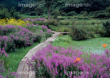 花 植物 花 花畑 日本 関東地方 栃木県 栃木市 の画像素材 写真素材ならイメージナビ