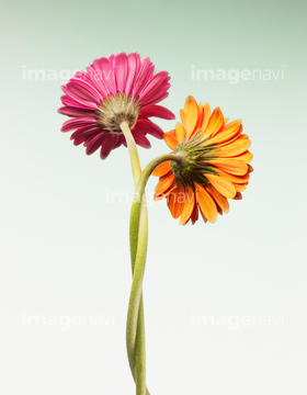 ガーベラ 綺麗 の画像素材 花 植物の写真素材ならイメージナビ