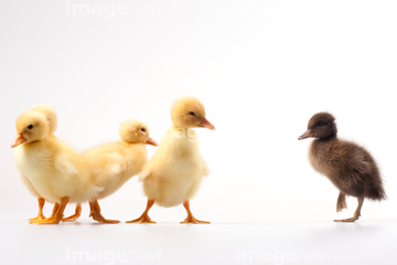 アヒル の画像素材 家畜 生き物の写真素材ならイメージナビ