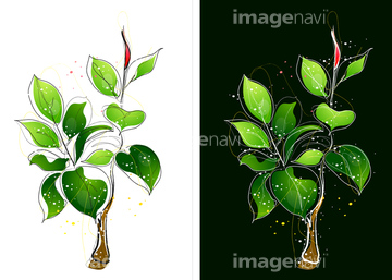 観葉植物 ゴムノキ イラスト の画像素材 花 植物 イラスト Cgのイラスト素材ならイメージナビ