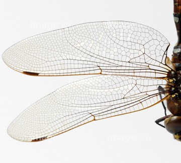 トンボ 羽根 体の部分 1匹 の画像素材 生き物 イラスト Cgの写真素材ならイメージナビ