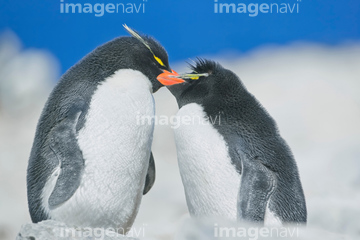 イワトビペンギン かわいい 綺麗 の画像素材 鳥類 生き物の写真素材ならイメージナビ