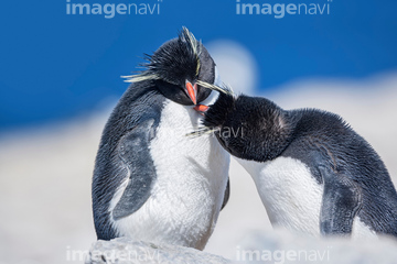 イワトビペンギン かわいい 綺麗 の画像素材 鳥類 生き物の写真素材ならイメージナビ