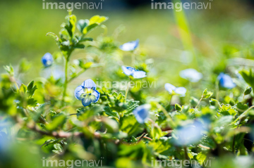 オオイヌノフグリ の画像素材 花 植物の写真素材ならイメージナビ