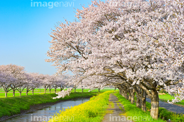 桜並木 桜のトンネル ロイヤリティフリー の画像素材 樹木 花 植物の写真素材ならイメージナビ