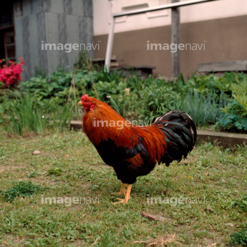 比内地鶏 の画像素材 家畜 生き物の写真素材ならイメージナビ