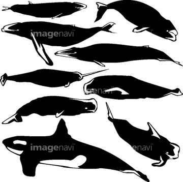 海底 シルエット クジラ の画像素材 写真素材ならイメージナビ