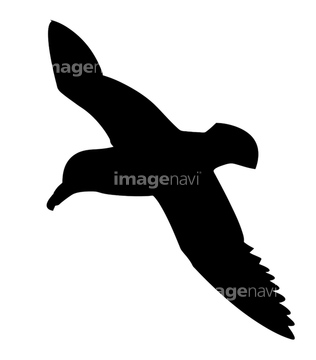 生き物 鳥類 カモメ ウミネコ シルエット 綺麗 の画像素材 写真素材ならイメージナビ