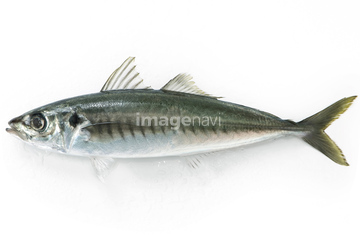 アジ の画像素材 魚介 食べ物の写真素材ならイメージナビ アジ の画像素材 魚介 食べ物の写真素材ならイメージナビ