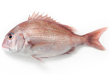 マダイ の画像素材 魚介 食べ物の写真素材ならイメージナビ