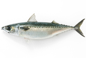 サバ の画像素材 魚介 食べ物の写真素材ならイメージナビ