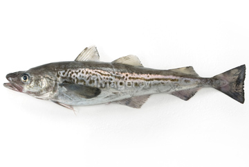 タラ の画像素材 魚介 食べ物の写真素材ならイメージナビ