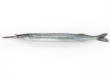 サヨリ の画像素材 魚介 食べ物の写真素材ならイメージナビ