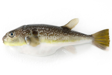 フグ の画像素材 魚介 食べ物の写真素材ならイメージナビ