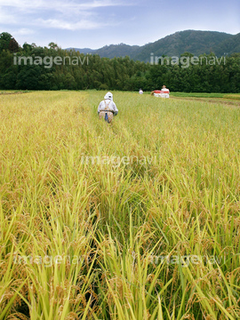 稲刈り の画像素材 生産業 製造業 産業 環境問題の写真素材ならイメージナビ