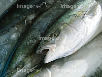 ブリ の画像素材 魚介 食べ物の写真素材ならイメージナビ