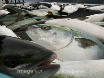 ブリ の画像素材 魚介 食べ物の写真素材ならイメージナビ