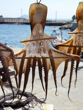 干しタコ の画像素材 魚介 食べ物の写真素材ならイメージナビ