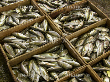 アジ の画像素材 魚介 食べ物の写真素材ならイメージナビ