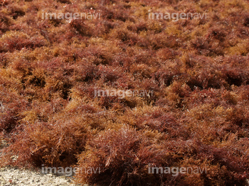 紅藻類 テングサ の画像素材 菓子 デザート 食べ物の写真素材ならイメージナビ