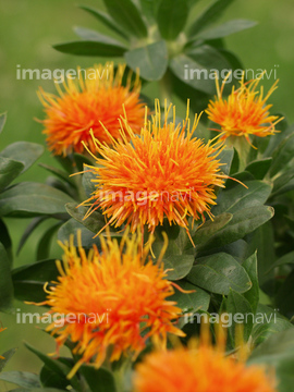 紅花 ロイヤリティフリー の画像素材 花 植物の写真素材ならイメージナビ