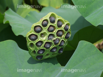 ハスの実 の画像素材 その他植物 花 植物の写真素材ならイメージナビ