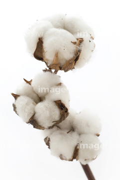 綿花 花の部分 の画像素材 花 植物の写真素材ならイメージナビ