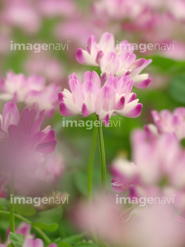 レンゲ 花 の画像素材 花 植物の写真素材ならイメージナビ