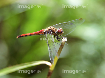 赤トンボ の画像素材 虫 昆虫 生き物の写真素材ならイメージナビ