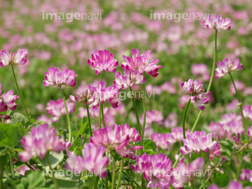 レンゲ 花 の画像素材 花 植物の写真素材ならイメージナビ