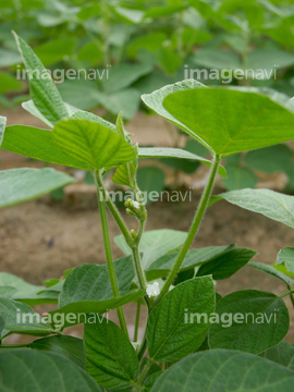 大豆 花 枝豆 ロイヤリティフリー の画像素材 花 植物 イラスト Cgの写真素材ならイメージナビ