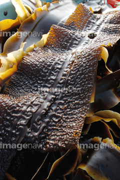 こんぶ ガゴメコンブ ロイヤリティフリー の画像素材 雑貨 日用品 オブジェクトの写真素材ならイメージナビ