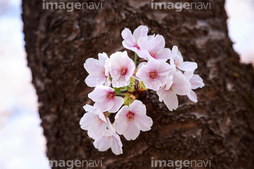 桜 幹 の画像素材 樹木 花 植物の写真素材ならイメージナビ