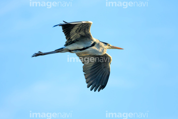 鳥 飛ぶ 空 自然 人物 イラスト サギ 鳥類 ロイヤリティフリー の画像素材 鳥類 生き物の写真素材ならイメージナビ