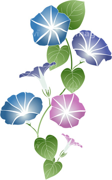 アサガオ の画像素材 葉 花 植物の写真素材ならイメージナビ