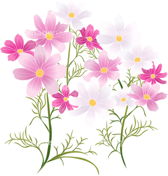 花 コスモス の画像素材 花 植物の写真素材ならイメージナビ