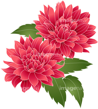 ダリヤ の画像素材 花 植物 イラスト Cgの写真素材ならイメージナビ